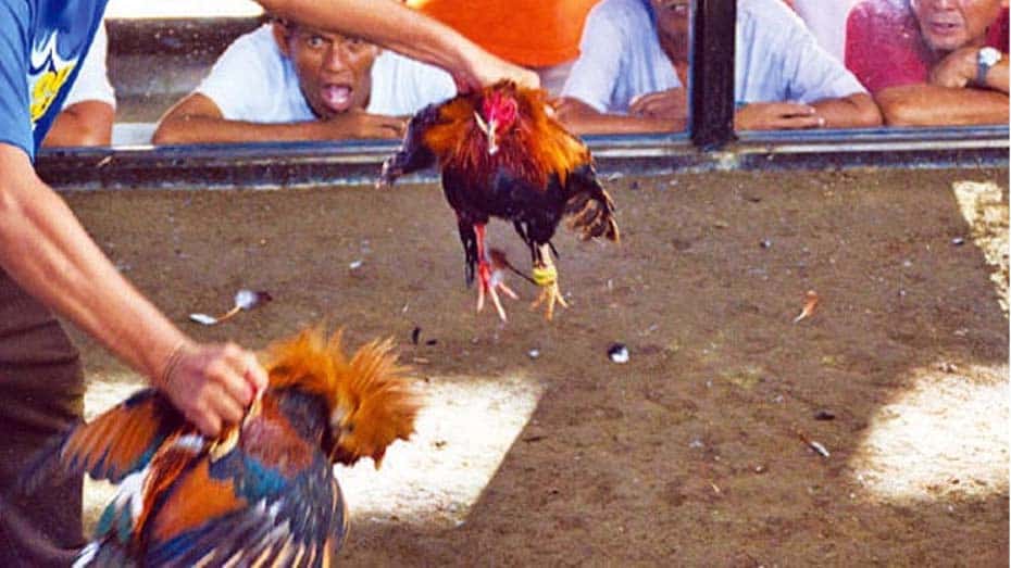 Key Differences in Online and Traditional Cockfighting