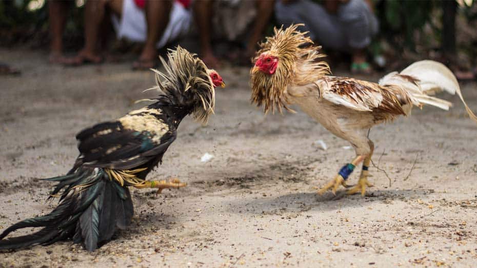 Sabong Worldwide A Hub for Global Cockfighting Enthusiasts