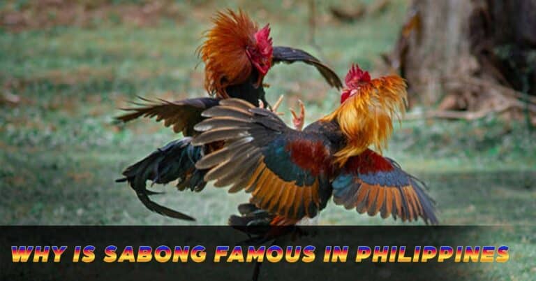 Why is Sabong Famous in Philippines