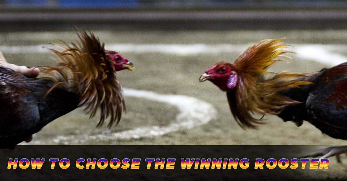 how to choose the winning rooster