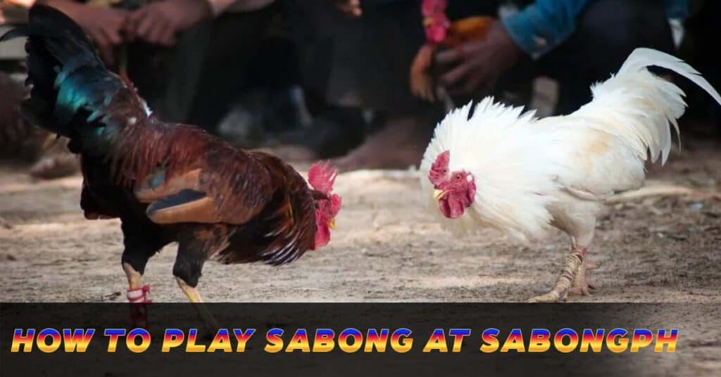 how to play sabong at Sabongph

