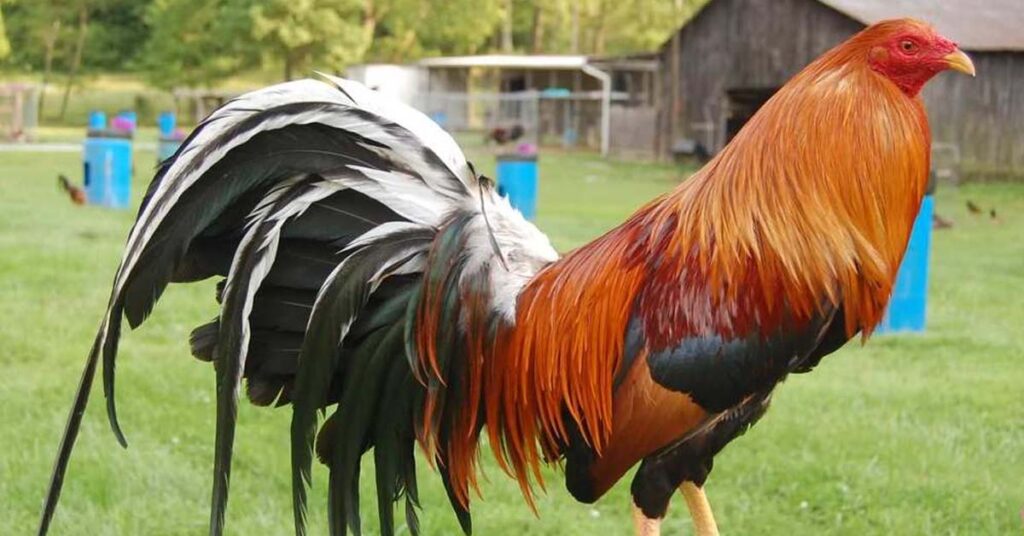 Beyond the Rooster - Your Guide to Sabongph's World