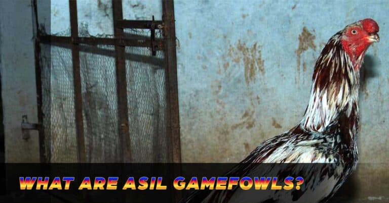 The Asil – Ultimate Rooster in Sabong Battles
