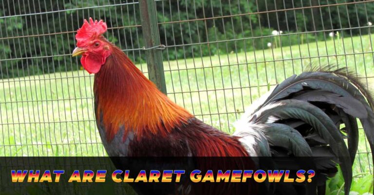 Legendary Claret Gamefowl – Sabong Sovereign