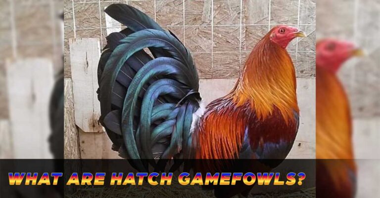 Hatch Wonders – Explore the World of Gamefowl