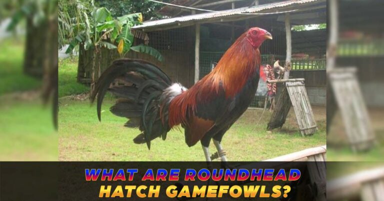 Roundhead Hatch Gamefowls | What You Need To Know About