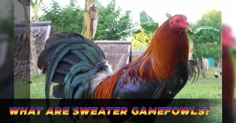 The Sweater Gamefowl –  A Feathered Champion
