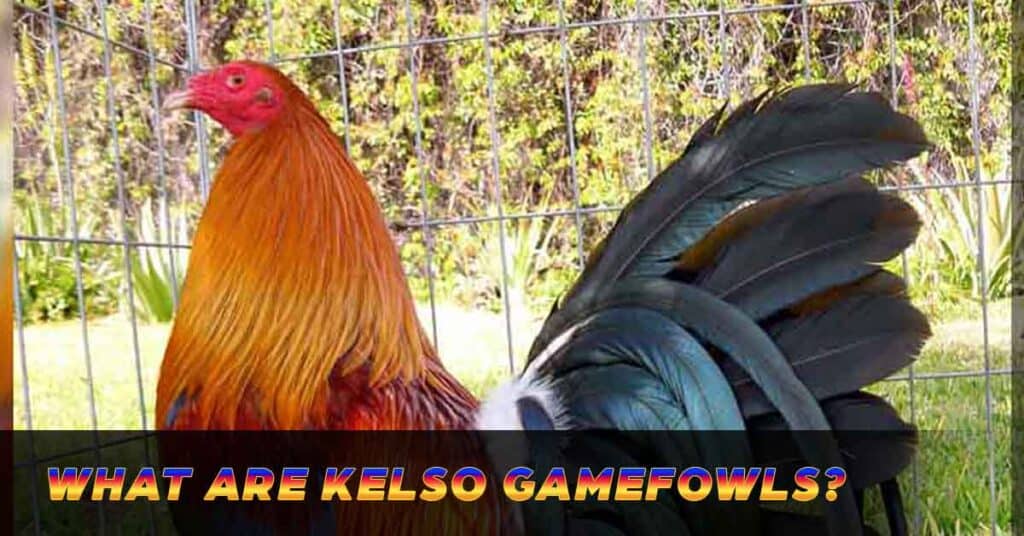 What are Kelso gamefowls?