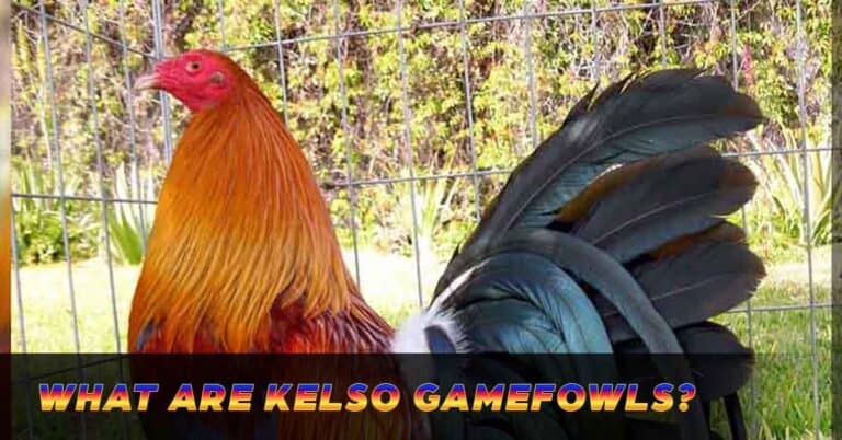 Kelso Gamefowl | A Safe Bird for SabongPH Gaming