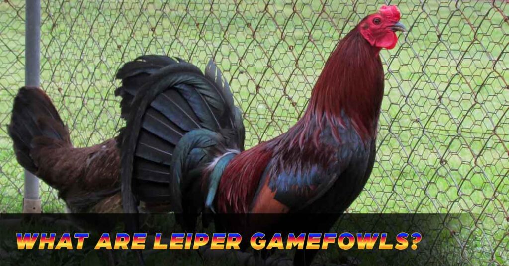 What are Leiper gamefowls?