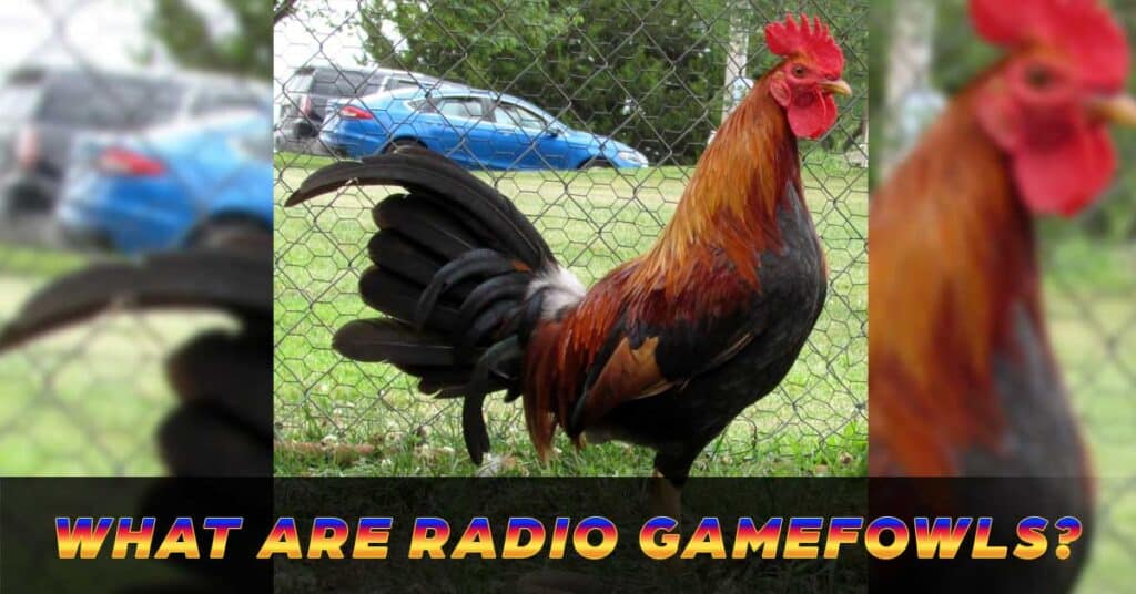 Radio Gamefowl