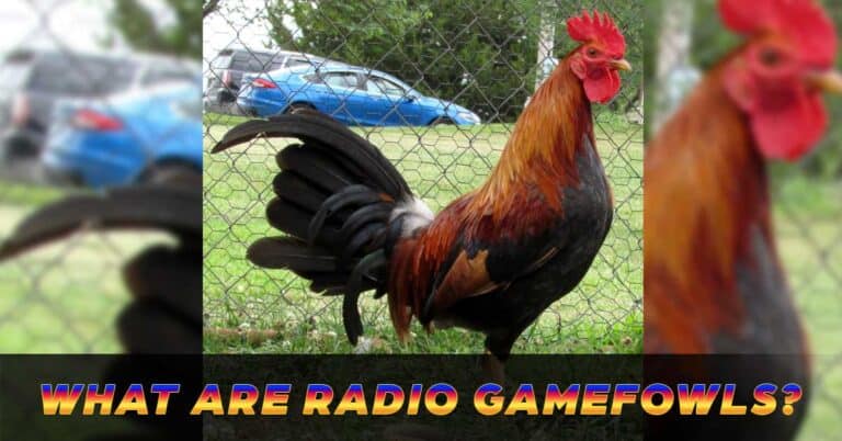 Bring Victory with the Radio Gamefowl’s Excellence