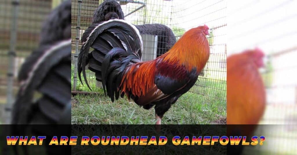 Roundhead gamefowl