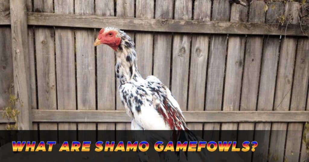 What are Shamo gamefowls?