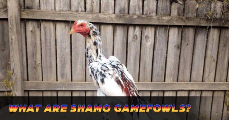 Shamo Gamefowl | Japanese Stars in Traditional Sabong