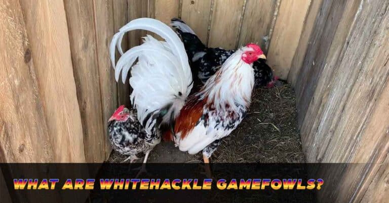 The Excellence of Whitehackle Gamefowls