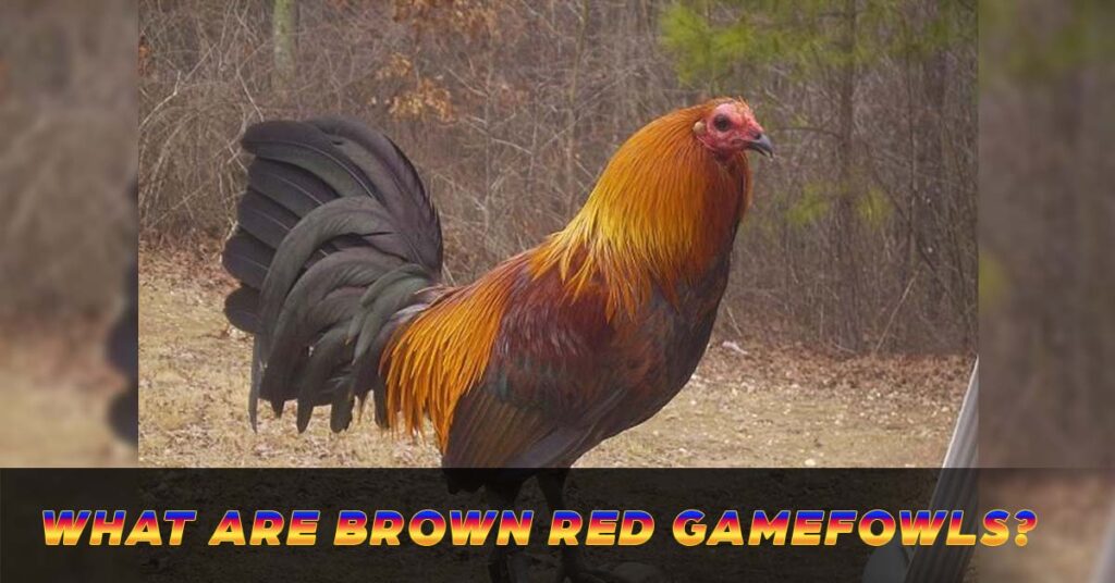 What are Brown Red gamefowls