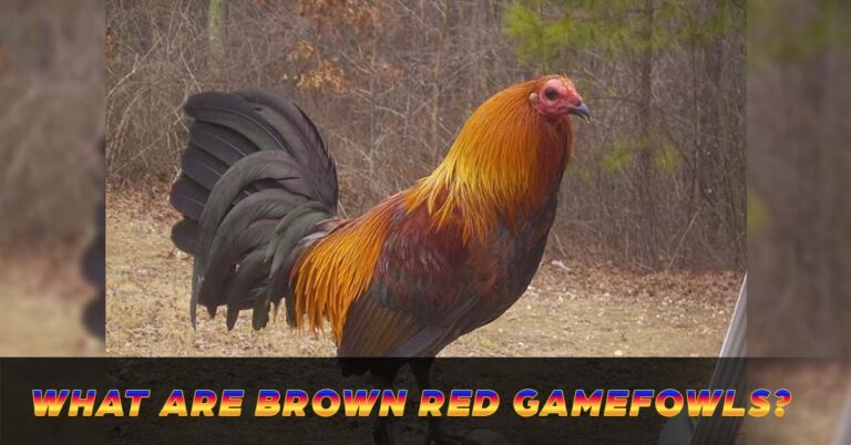 Brown Red Gamefowl | Fast Irish Gamefowls for Crossing