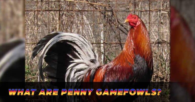 Penny Gamefowls | Resilient Champions