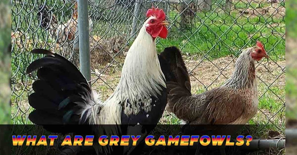 Grey gamefowls