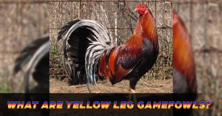 What are Yellow-Leg Gamefowls